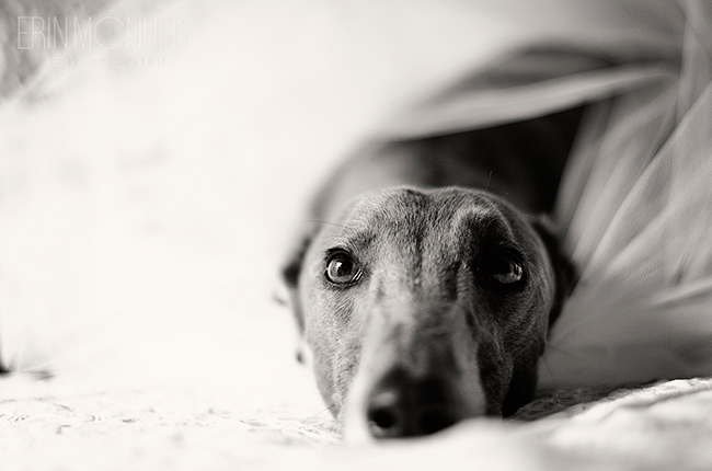 Tilly-Melbourne-Greyhound-Dog-Photography