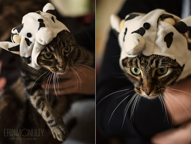 Grumpy-dressed-up-cat