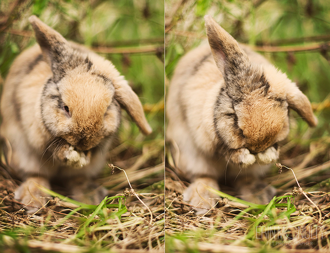 Bunny-and-pet-photography-Melbourne-Australia