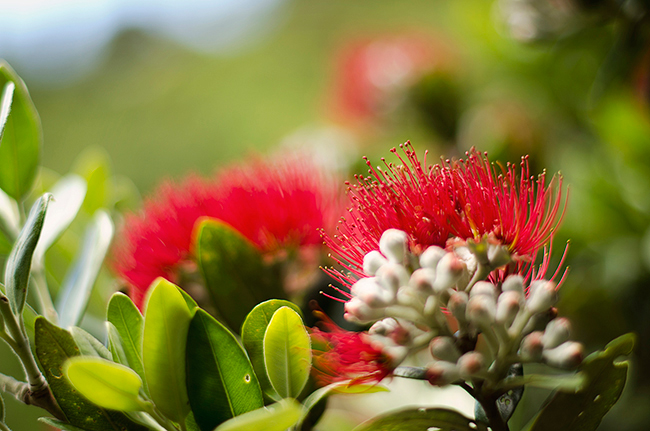 Pohutakawa Trees flourish in Wellington during Christmas time