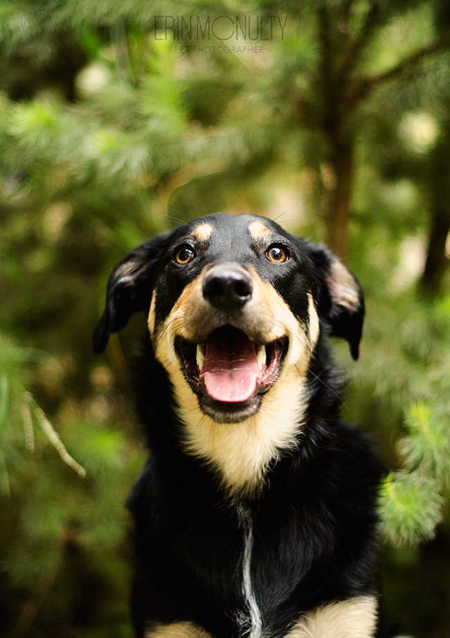 Diesel-the-Kelpie-Cross-on-a-Melbourne-summer-day