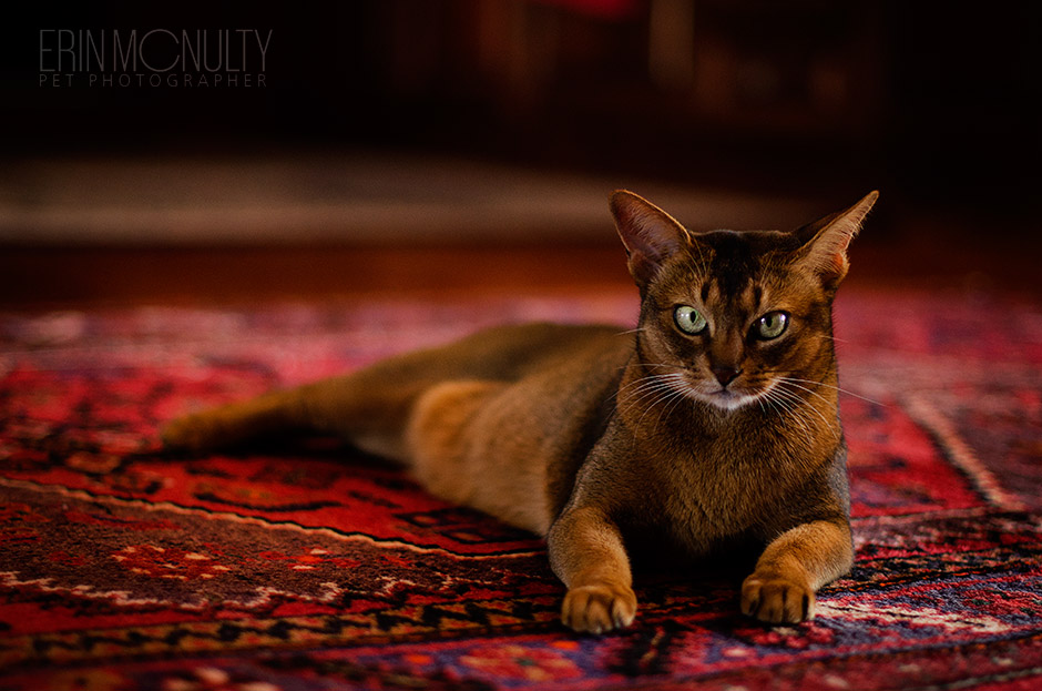 Abyssinian-Cat-Photography-Melbourne-Australia