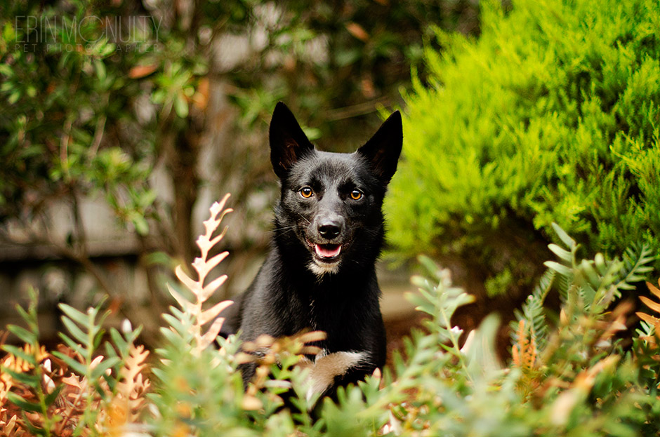 Black-Kelpie-Dog-Photography-Australia-and-Melbourne