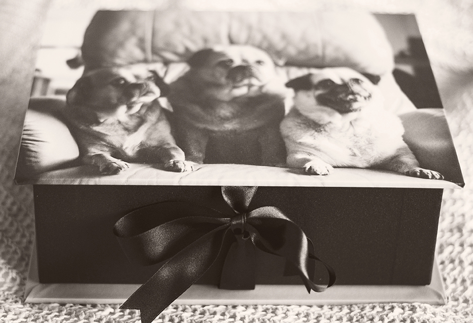 Image-Portfolio-Box-for-Pet-Photographer-Clients-Australia