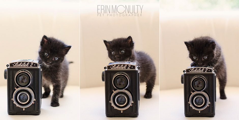 Melbourne-KItten-and-Animal-Photographer