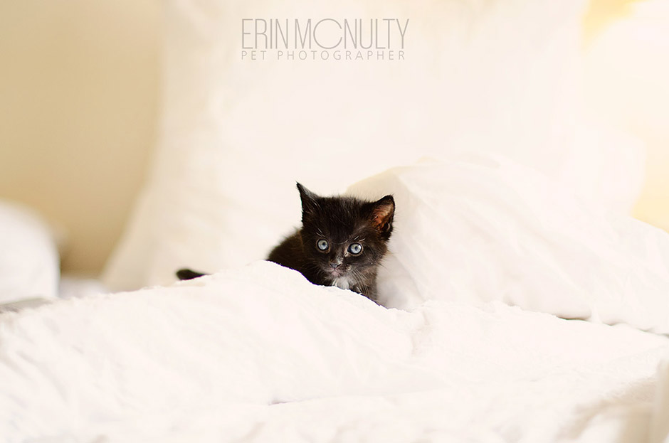 Rescue-Kitten-Pet-Photography-melbourne