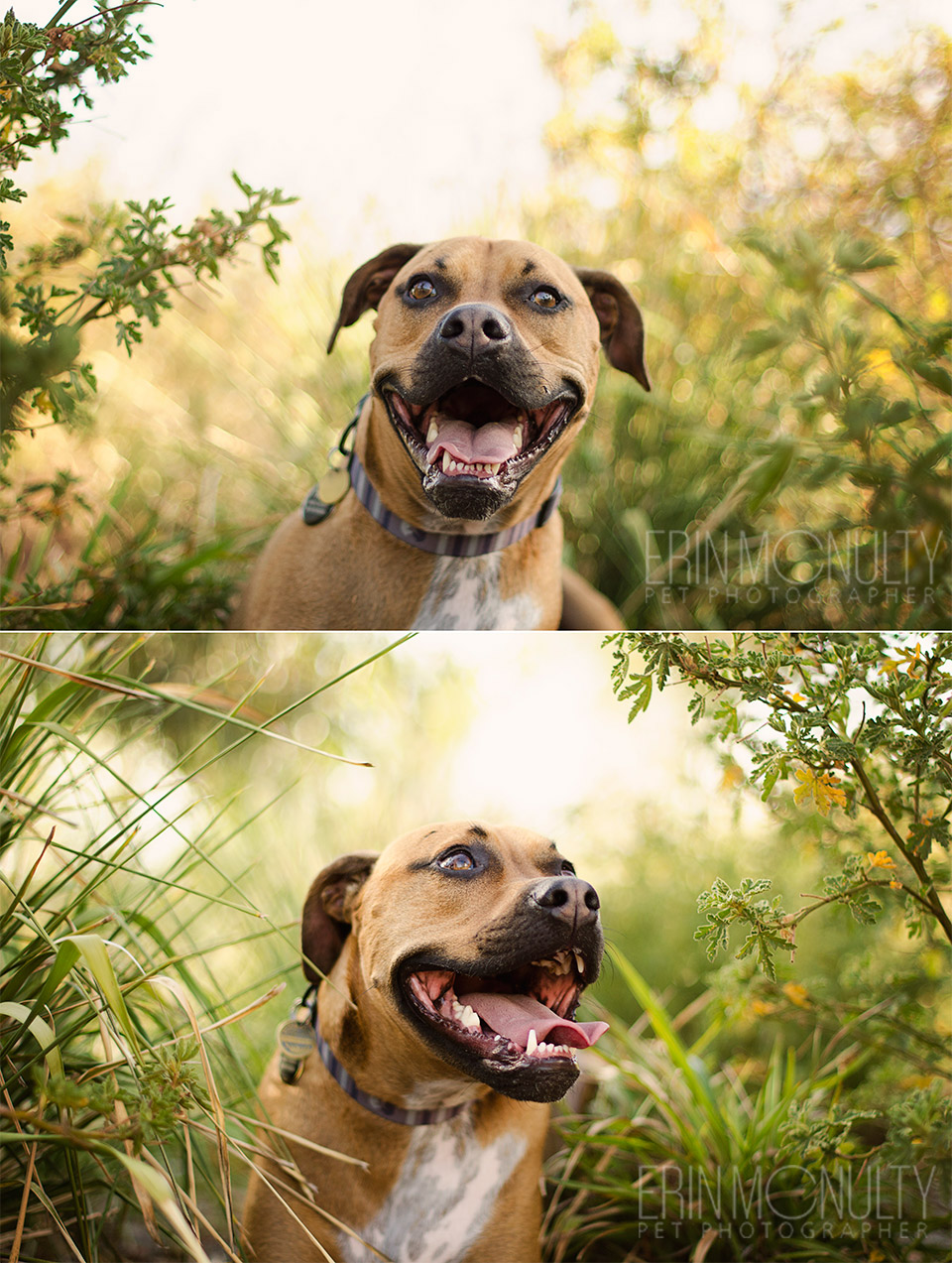 Rideback Boxer Staffy Cross Dog Photography Melbourne Western Suburbs03