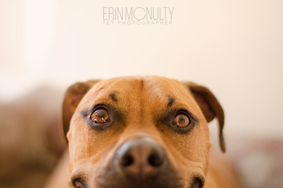 Rideback Boxer Staffy Cross Dog Photography Melbourne Western Suburbs04