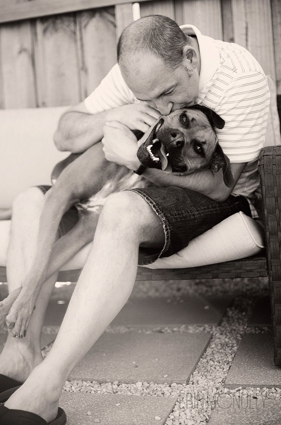 Rideback Boxer Staffy Cross Dog Photography Melbourne Western Suburbs05