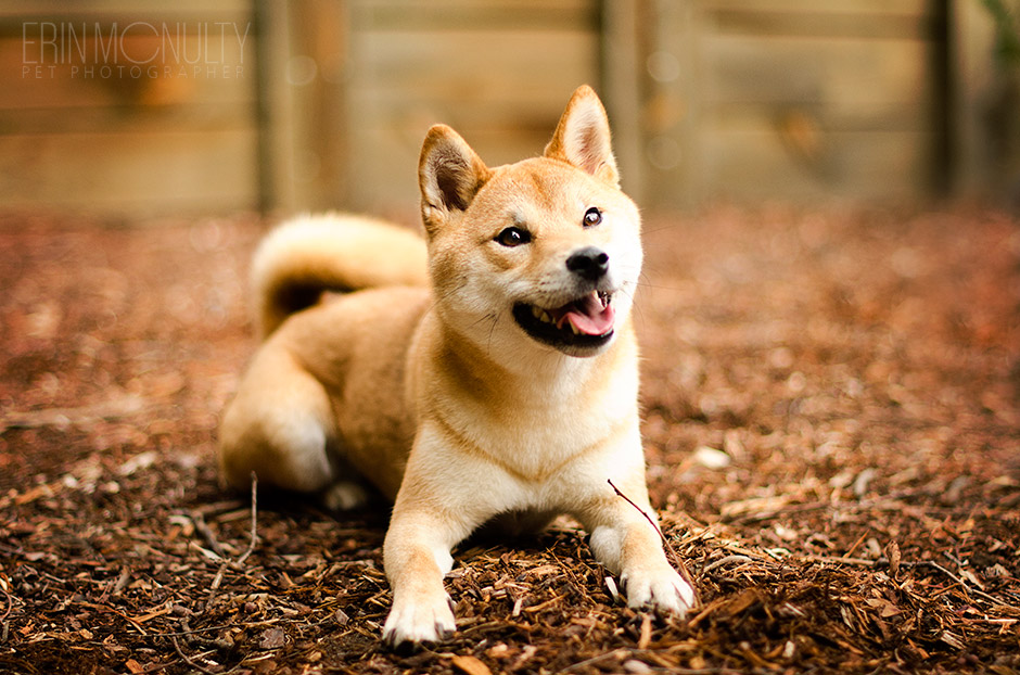 Shiba-Inu-Dog-Photography-Eltham-Melbourne