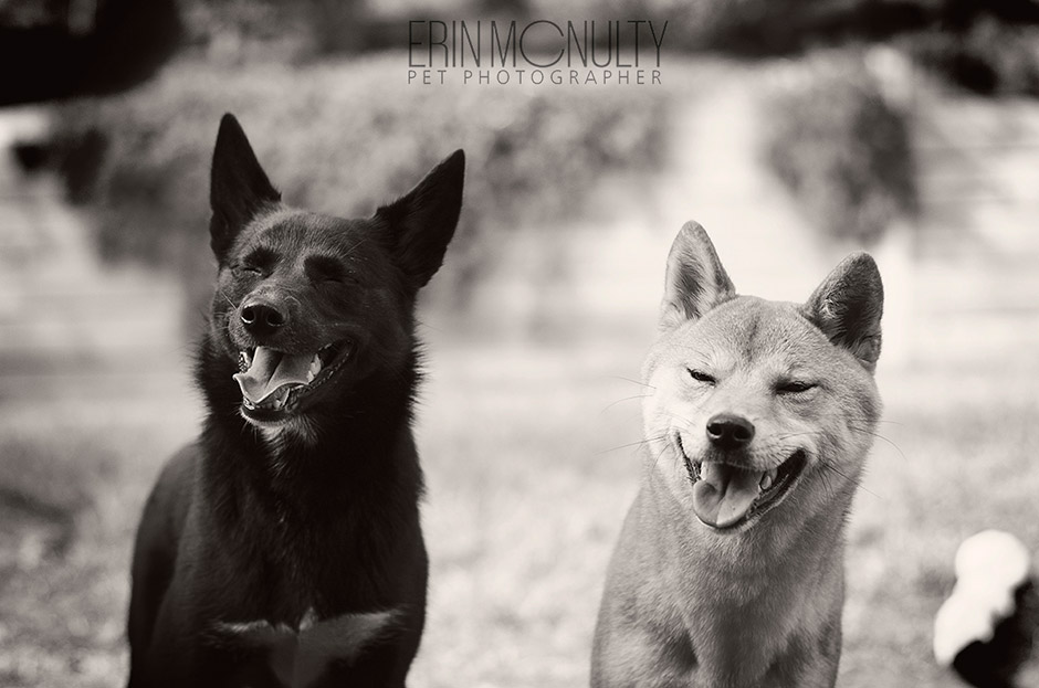 Two-Happy-Dogs-in-Melbourne