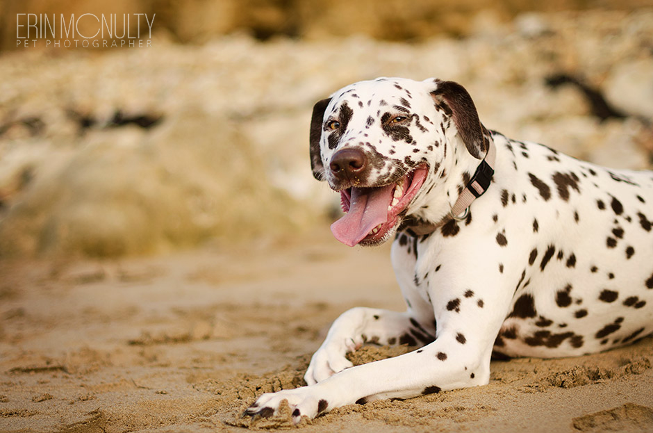 Dalmation Dog Photography Torquay and Geelong 10