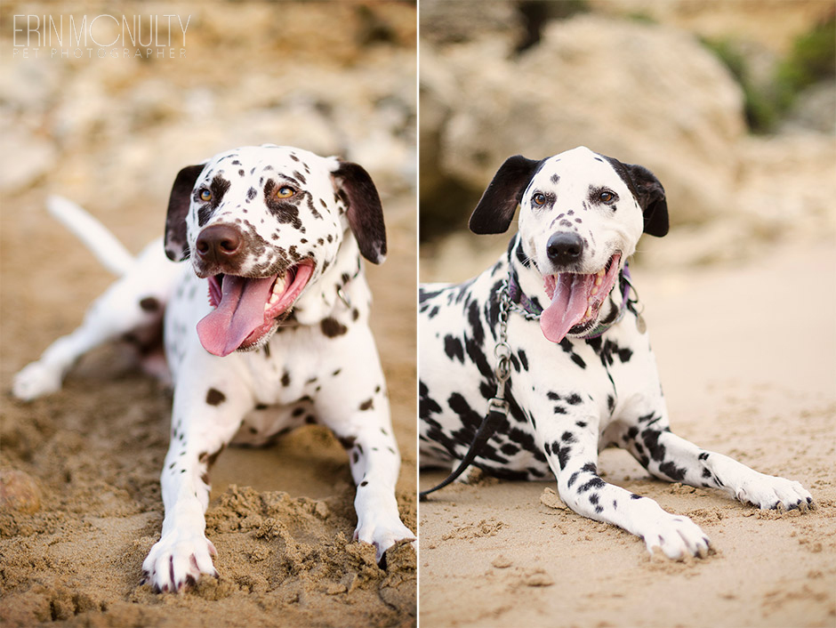 Dalmation Dog Photography Torquay and Geelong 11