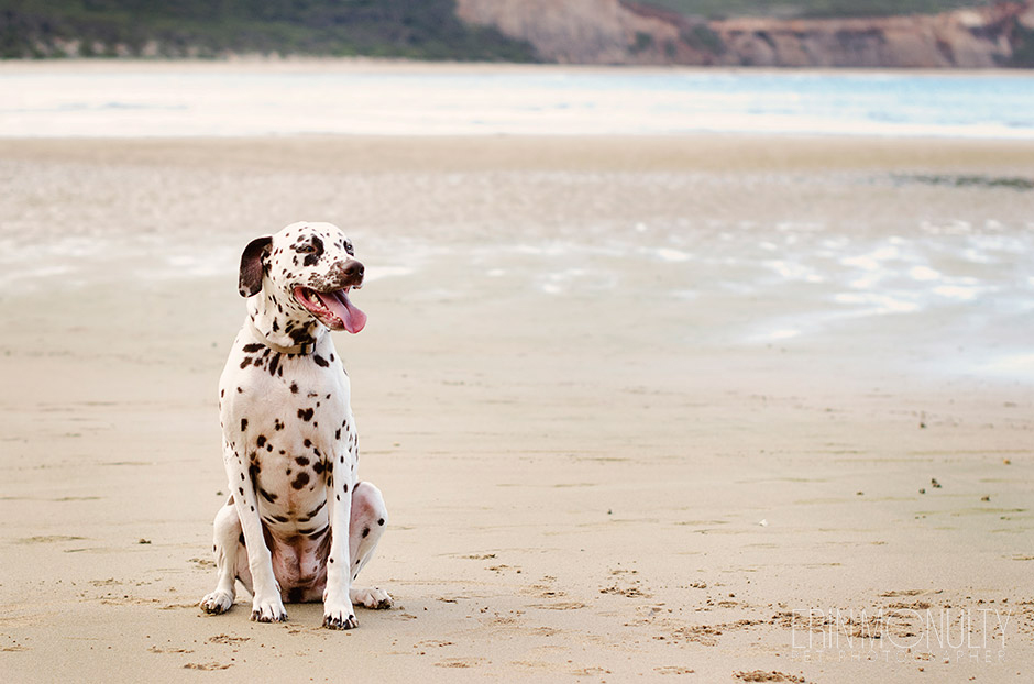 Dalmation Dog Photography Torquay and Geelong 12