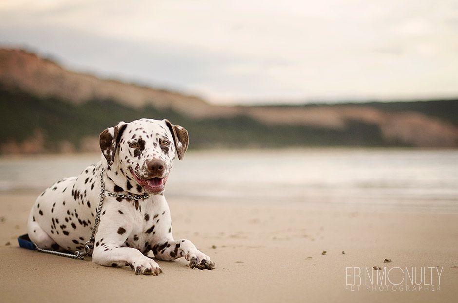 Dalmation Dog Photography Torquay and Geelong 15