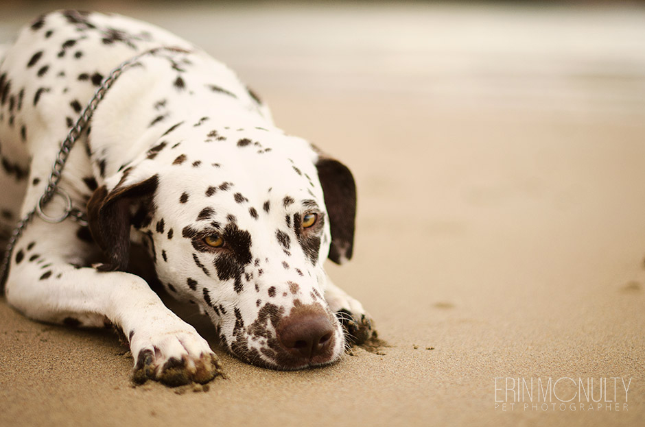 Dalmation Dog Photography Torquay and Geelong 16