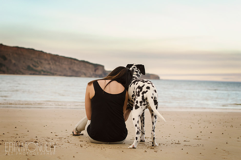 Dalmation Dog Photography Torquay and Geelong 18