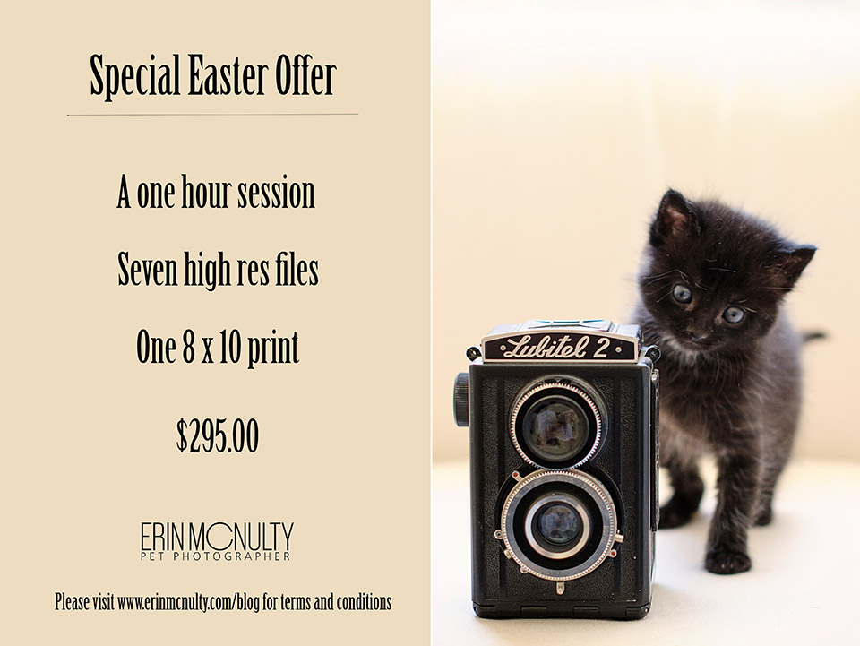 Pet-Photography-Package-Deal-Melbourne