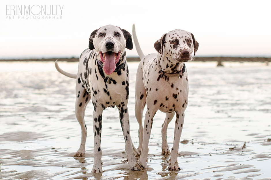 Torquay-Dog-Photographer