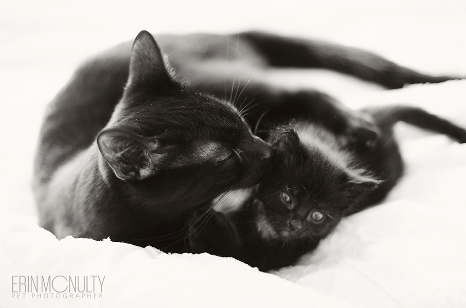 Australian Cat & KItten Photographer03