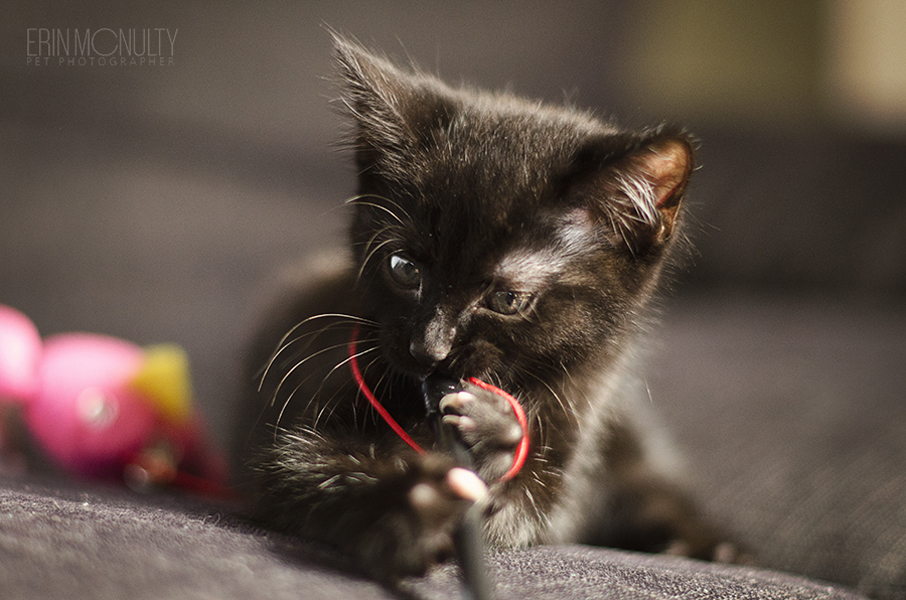 Australian Cat & KItten Photographer06