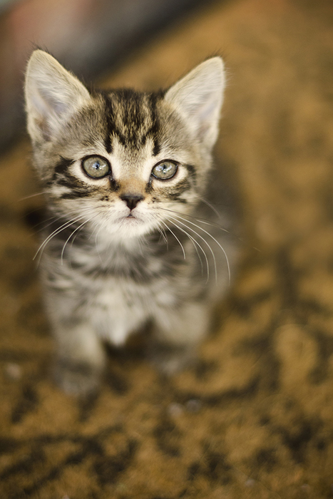 Australian Cat & KItten Photographer15