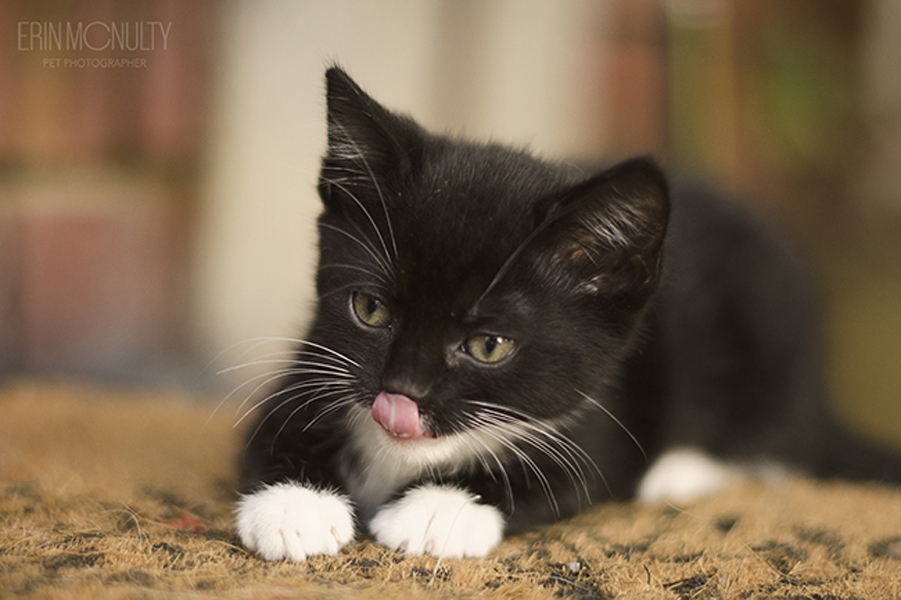 Australian Cat & KItten Photographer16