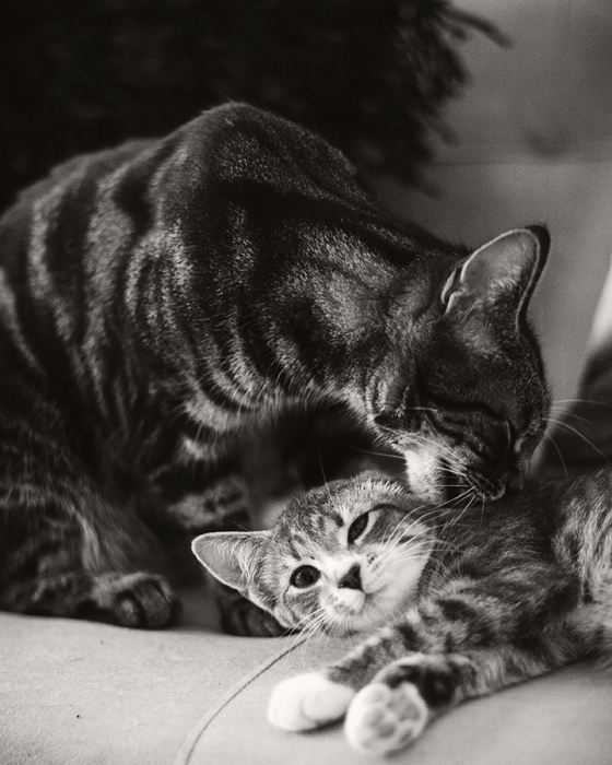 Australian Cat & KItten Photographer19