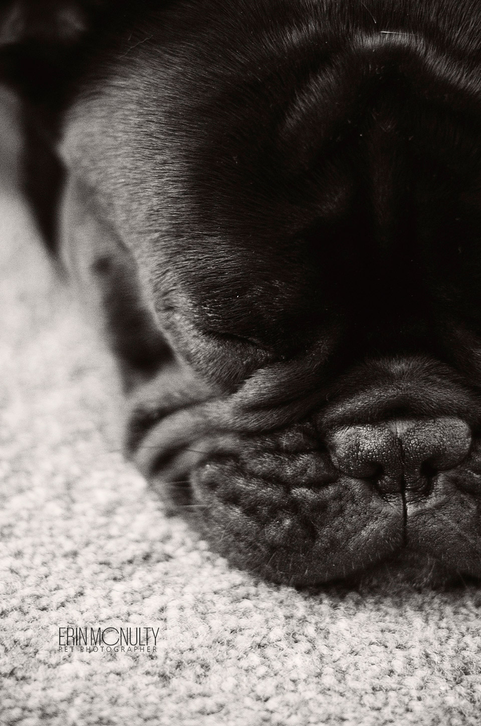 French-Bulldog-Photographer-Melbourne