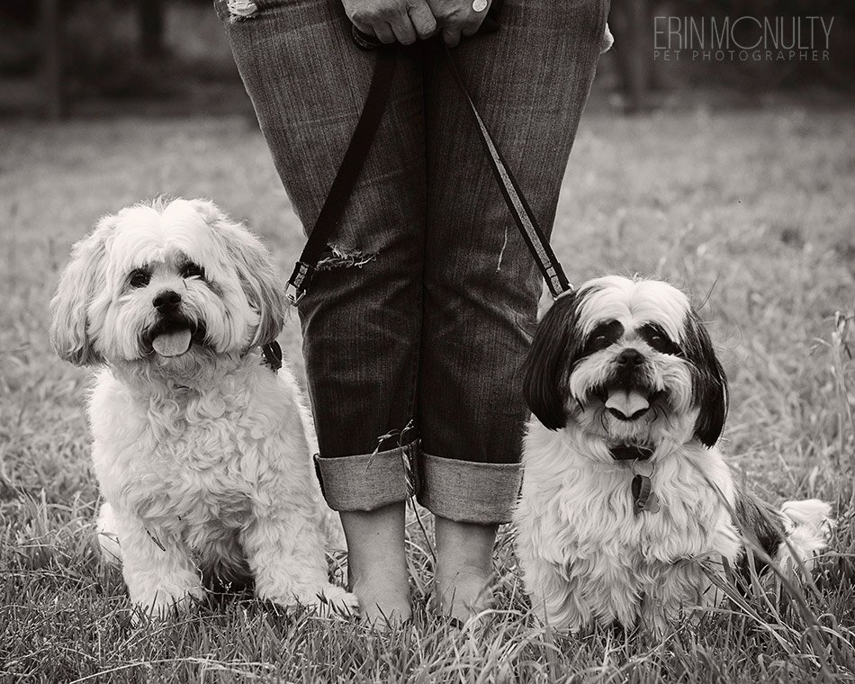 Dog-Photographer-Bulleen-Melbourne