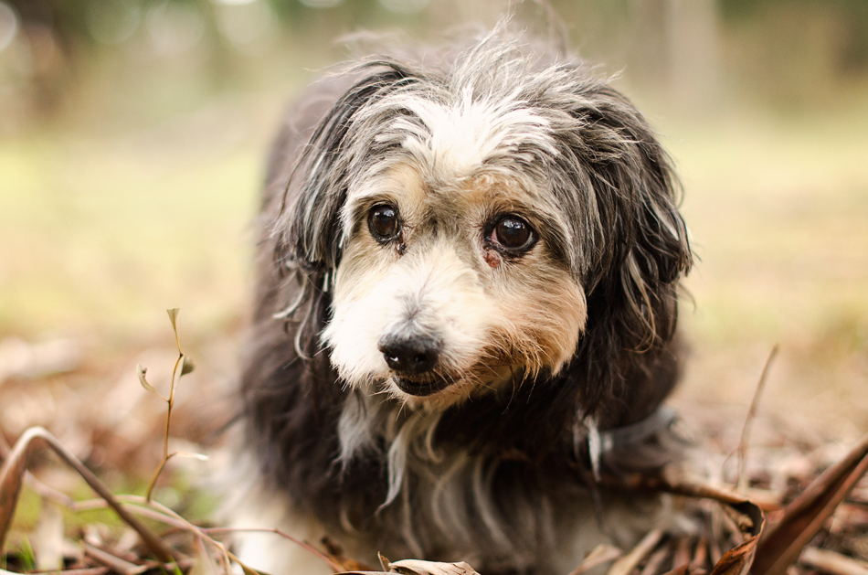 Erin McNulty Melbourne Professional Cat and Dog Photography23